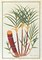 Sugar Cane Poster Print by 19th C Anonymous - Item # VARPDXBM10